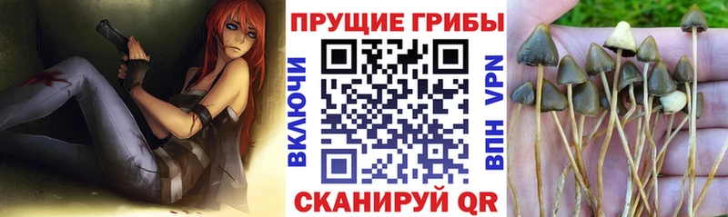 купить  цена  Дегтярск  Галлюциногенные грибы Psilocybe 